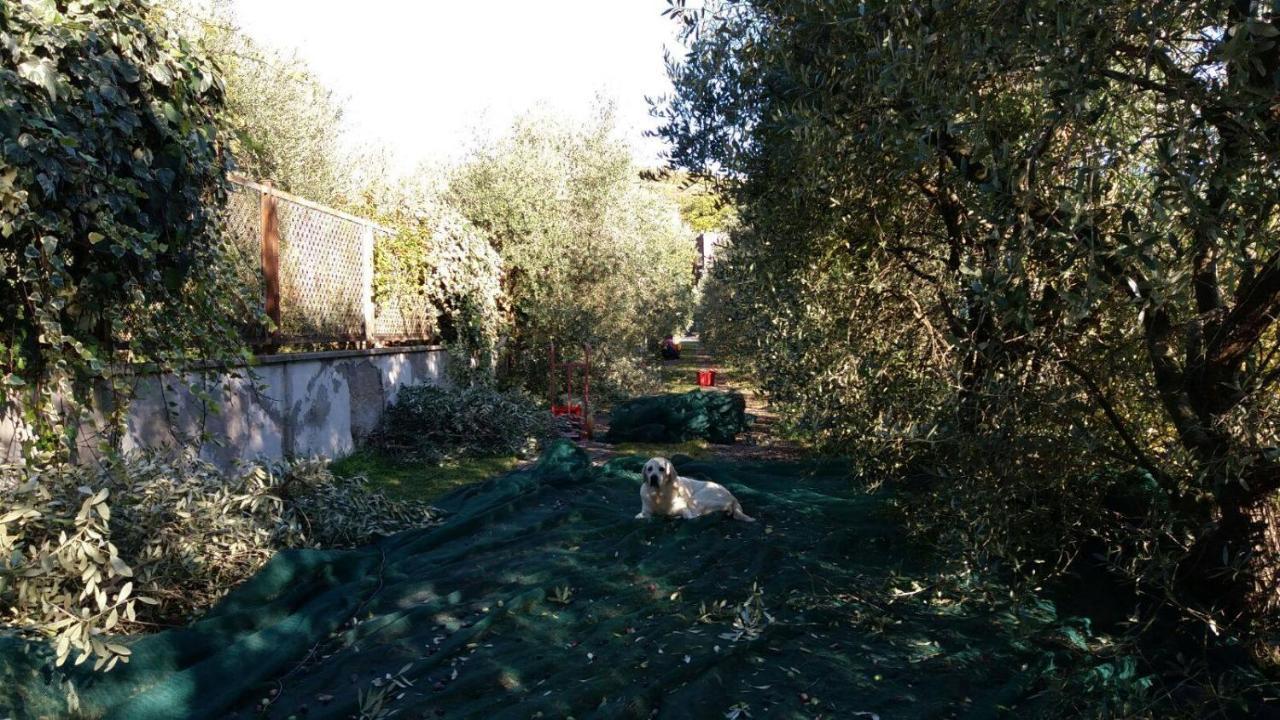 Bed & Breakfast La Grola San Martino Buon Albergo